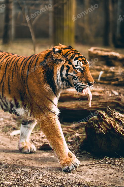 Preview: Vertical closeup of a tiger walking and holding its prey in its mouth in a zoo