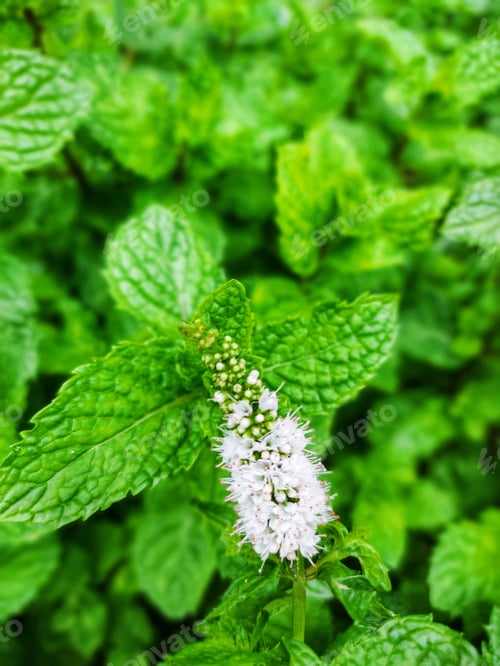 Preview: Top view of green fresh peppermint plant leaves