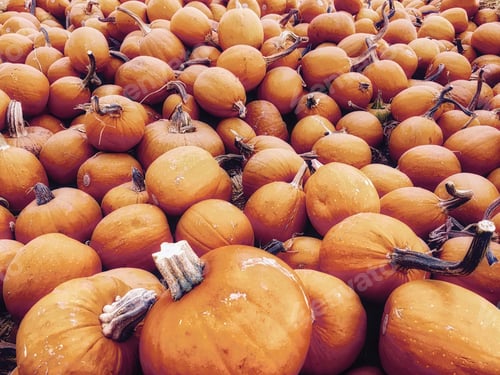 Preview: Natural and organic pumpkins!