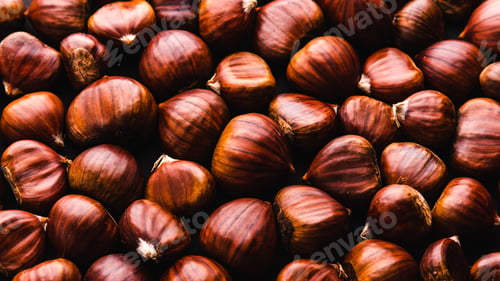 Preview: Ripe chestnuts close up. Raw Chestnuts for Christmas. Fresh sweet chestnut. Food background