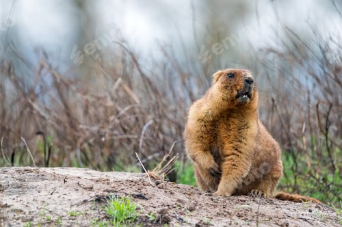 Preview: Bobak marmot or Marmota bobak in steppe