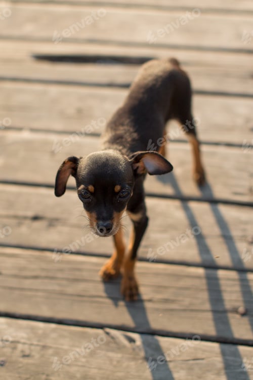 Preview: Dog miniature Pinscher puppy