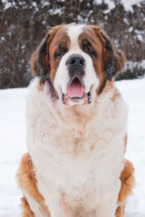 Preview: Portrait of saint bernard puppy walking outdoos in winter day