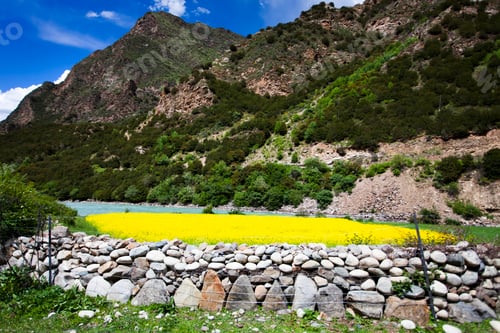 Preview: Mountains and rapeseed field in Tibet, China