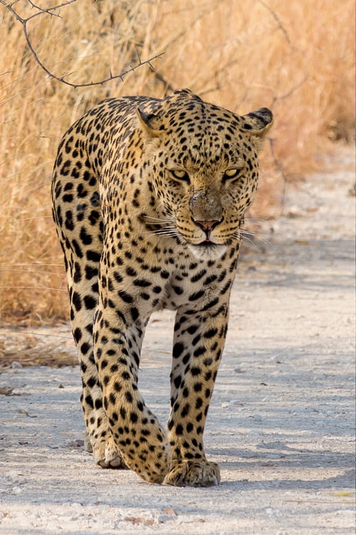 Preview: Closeup vertical shot of a beautiful African leopard