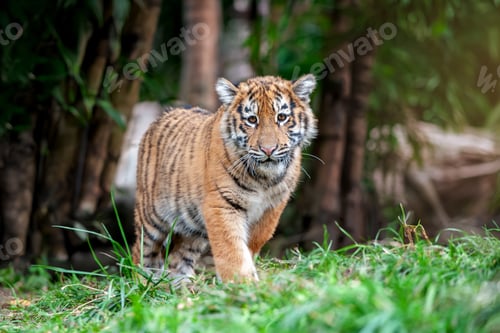 Preview: Tiger cub in the wild. Wild cat in nature habitat