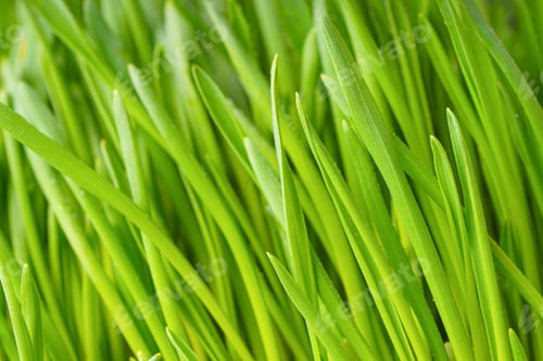 Preview: Fresh Green Grass Texture Background. Grass Leaves Close Up, Macro