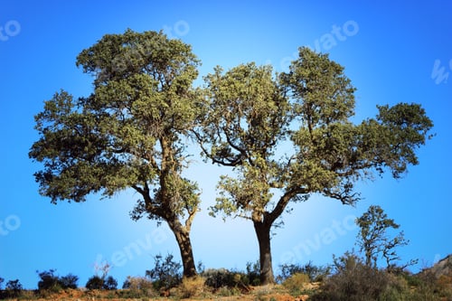 Preview: Olives trees basking in the Spanish sunshine
