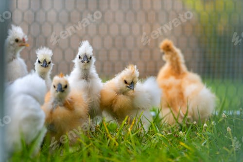 Preview: Silkie chicks in free range chicken coop.