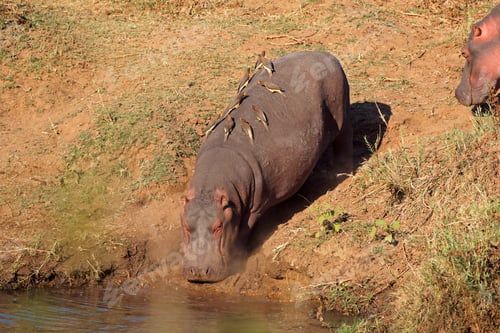 Preview: Hippopotamus entering water