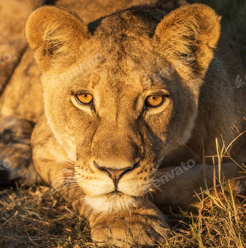 Preview: A Magical Botswana Wildlife pictures