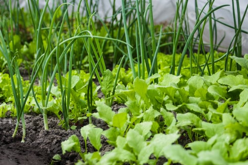 Preview: Onions, radishes and lettuce grow in the greenhouse. Close-up. Ecological concept of vegetables and