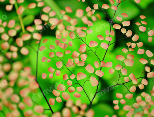 Preview: fresh pink and green plants background