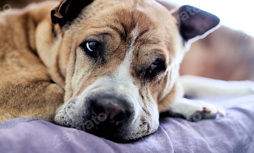 Preview: Dog Resting