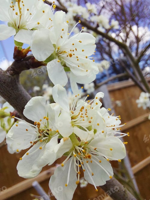 Preview: close up of plum tree blossoms in spring sunshine