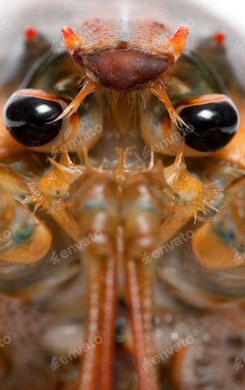 Preview: Close-up of American lobster, Homarus americanus, in front of white background