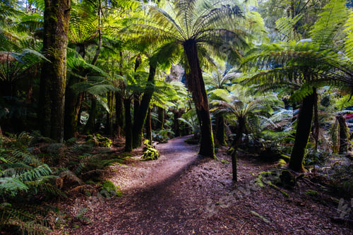 Preview: St Columba Falls in Tasmania Australia