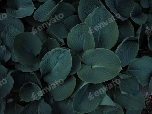 Preview: Green plants