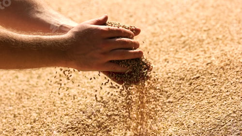 Preview: Grains of wheat in hands of the farmer.