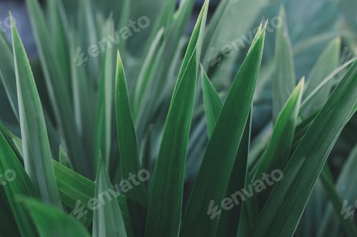 Preview: Green leaves plants using background. Nature of dark green leaf in garden.