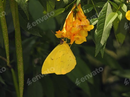 Preview: Butterfly and flower