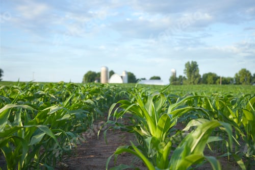 Preview: Young Corn Plants in Field with Farm in the Distance