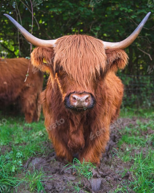 Preview: Closeup of a Scottish Highland Cow in a mud