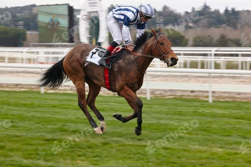 Preview: Horse race final rush. Competition sport. Hippodrome. Winner. Speed background
