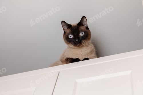 Preview: Siamese cat perches calmly on a kitchen, looking down with piercing blue eyes. Lifestyle with cat. P