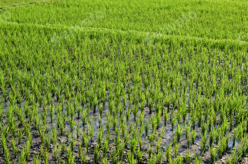 Preview: Small green rice plants growing in the shallow paddy fields, rice paddies with mud dividing walls,