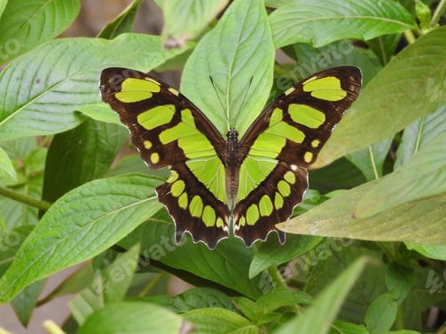 Preview: Nature in green