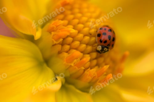 Preview: Ladybug on Yellow Flower