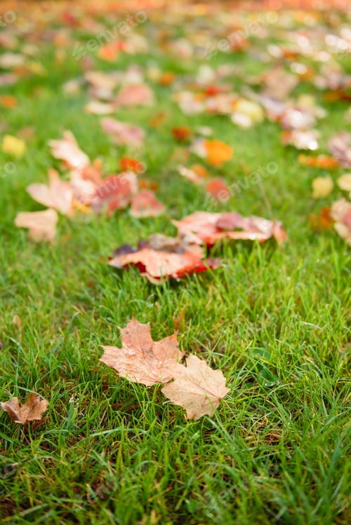 Preview: Autumn maple leave on grass closeup