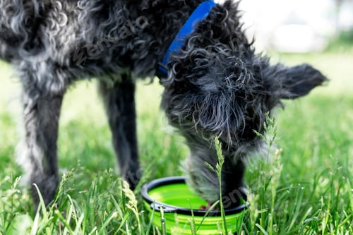 Preview: senior mixed breed dog bedlington terrier bedlington whippet drinking water from pet bowl on grass
