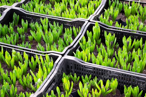 Preview: Containers with a large number of hyacinth sprouts with bright juicy green leaves. Green background