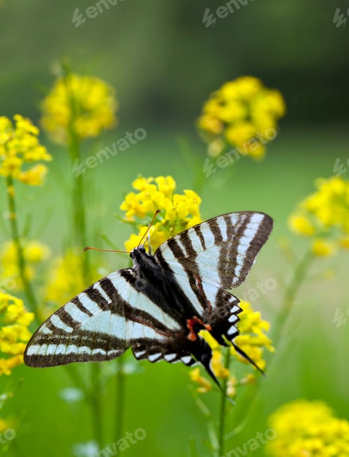 Preview: Zebra Swallowtail Butterfly