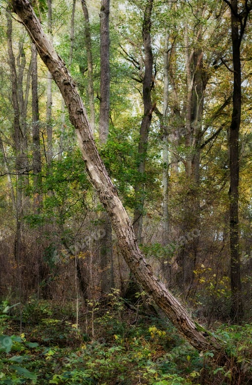 Preview: Fallen Tree