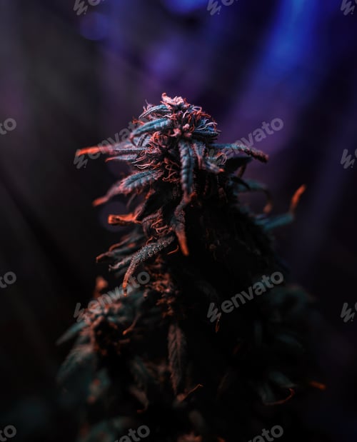 Preview: Marijuana plant at flowering stage against dark background