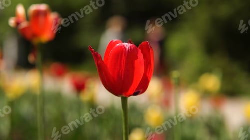 Preview: Red tulips on a sunny day. Stock footage. Beautiful red Tulip growing in the Park