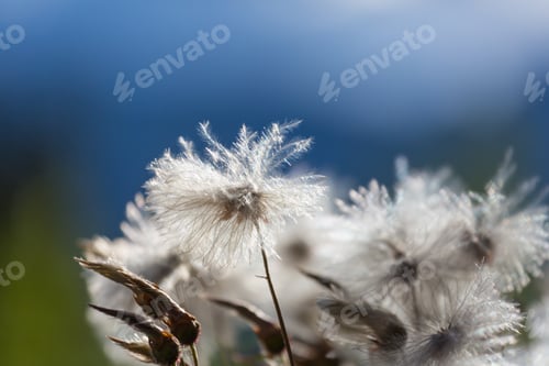 Preview: Polar flowers