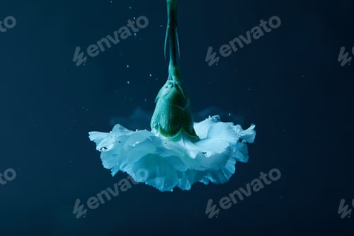 Preview: close up view of carnation flower in water
