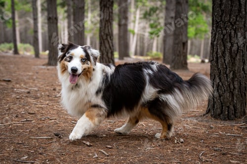 Preview: Australian Shepherd with blue eye