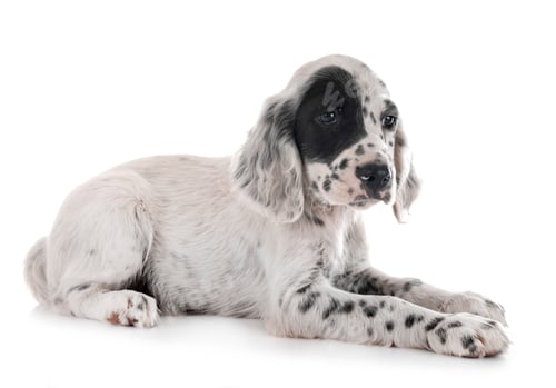 Preview: puppy english setter