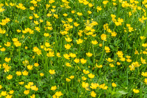 Preview: A Background Shot Of Yellow Wildflowers.
