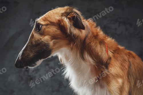 Preview: Persian greyhound dog with fluffy fur against dark background
