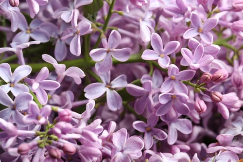 Vorschau: Wunderschöner blühender Flieder als Hintergrund, Nahaufnahme. Blumen im Frühling