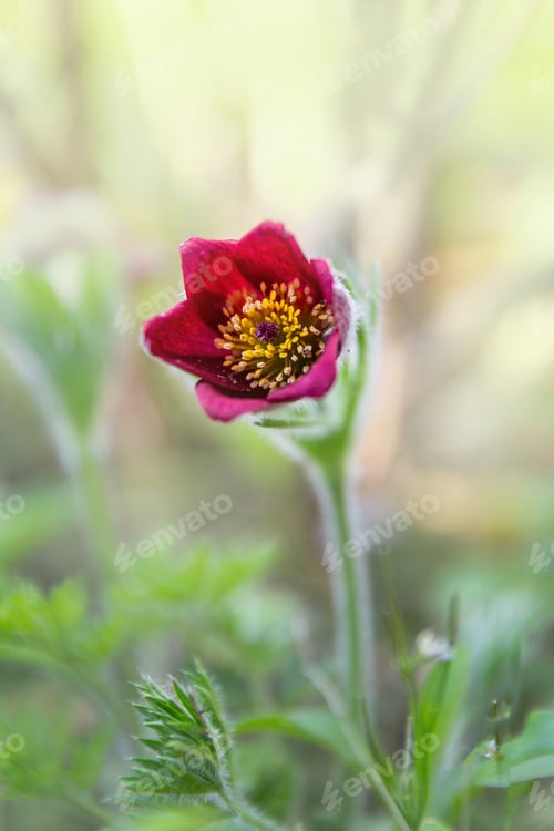 Preview: Pasque flower, Pulsatilla vulgaris "Rubra"