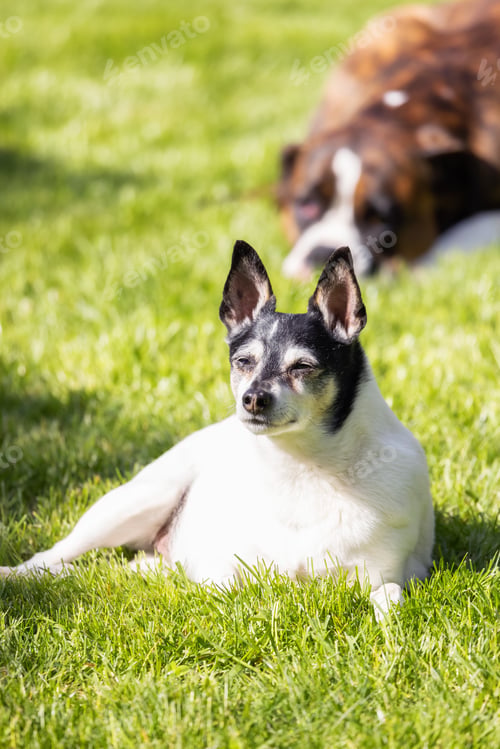 Preview: Adorable Toy Fox Terrier Dog and Boxer relaxing on grass outside.