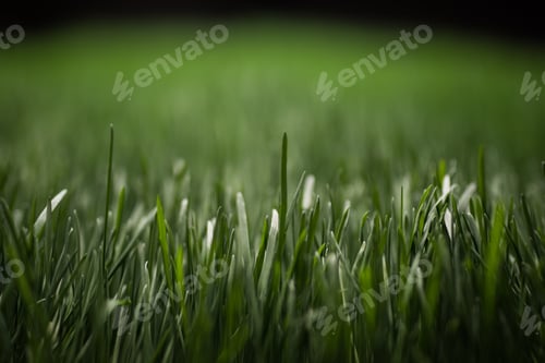 Preview: Green grass