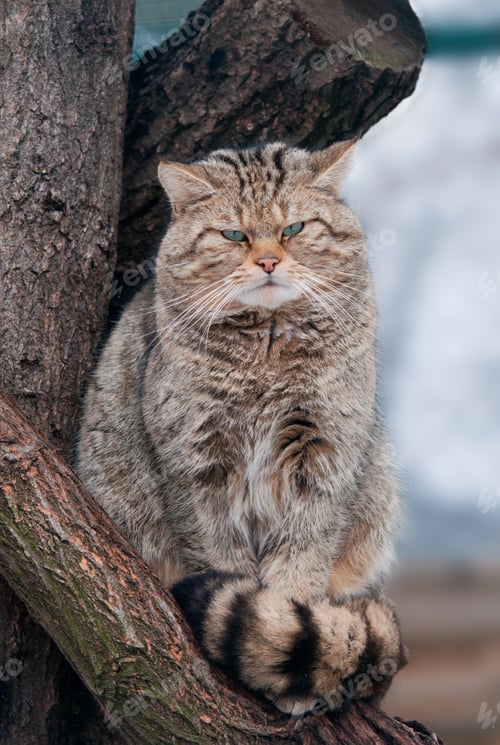 Preview: Wild cat Felis silvestris